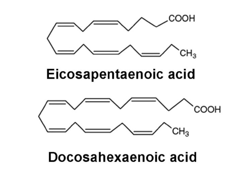EPA vs DHA: what's the difference?